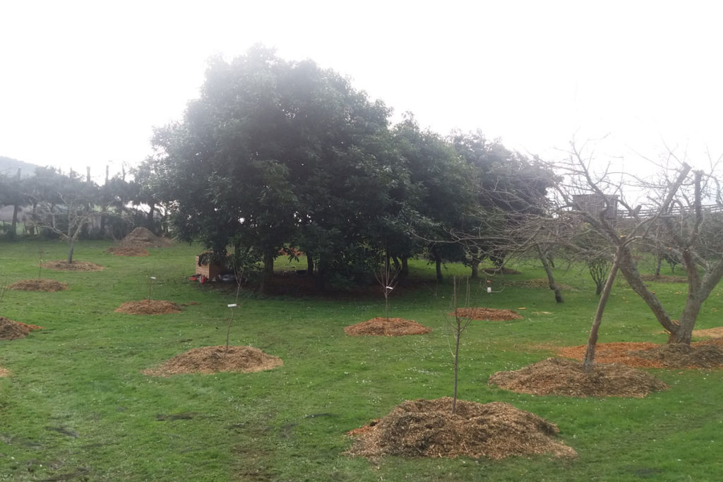 Orchard Replanting