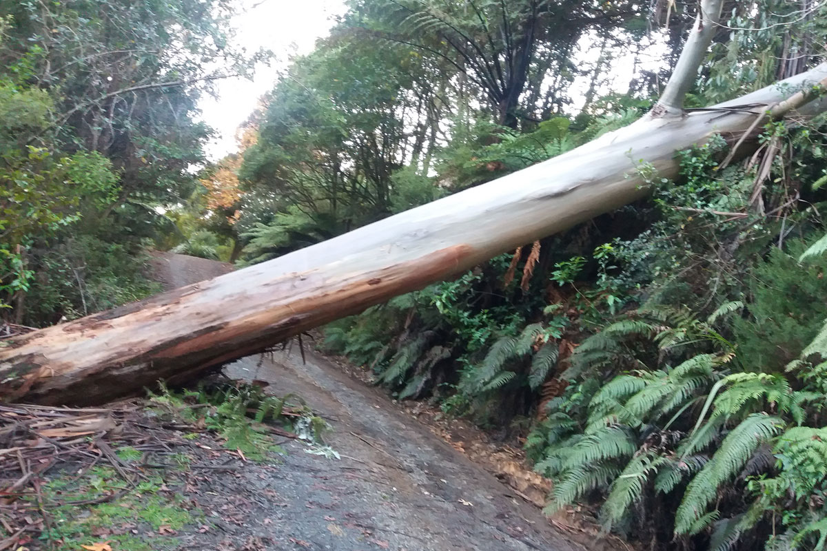 Stom damage of gum tree over drive way.