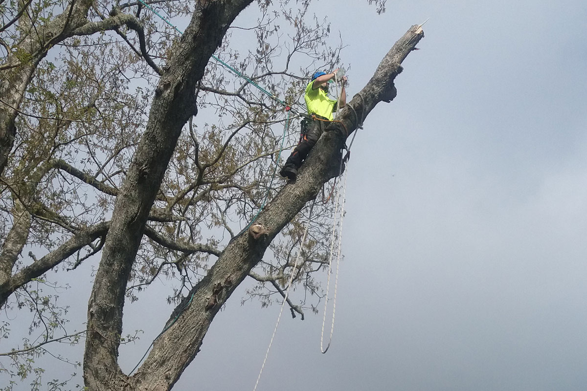 Tree Removal & Felling Services