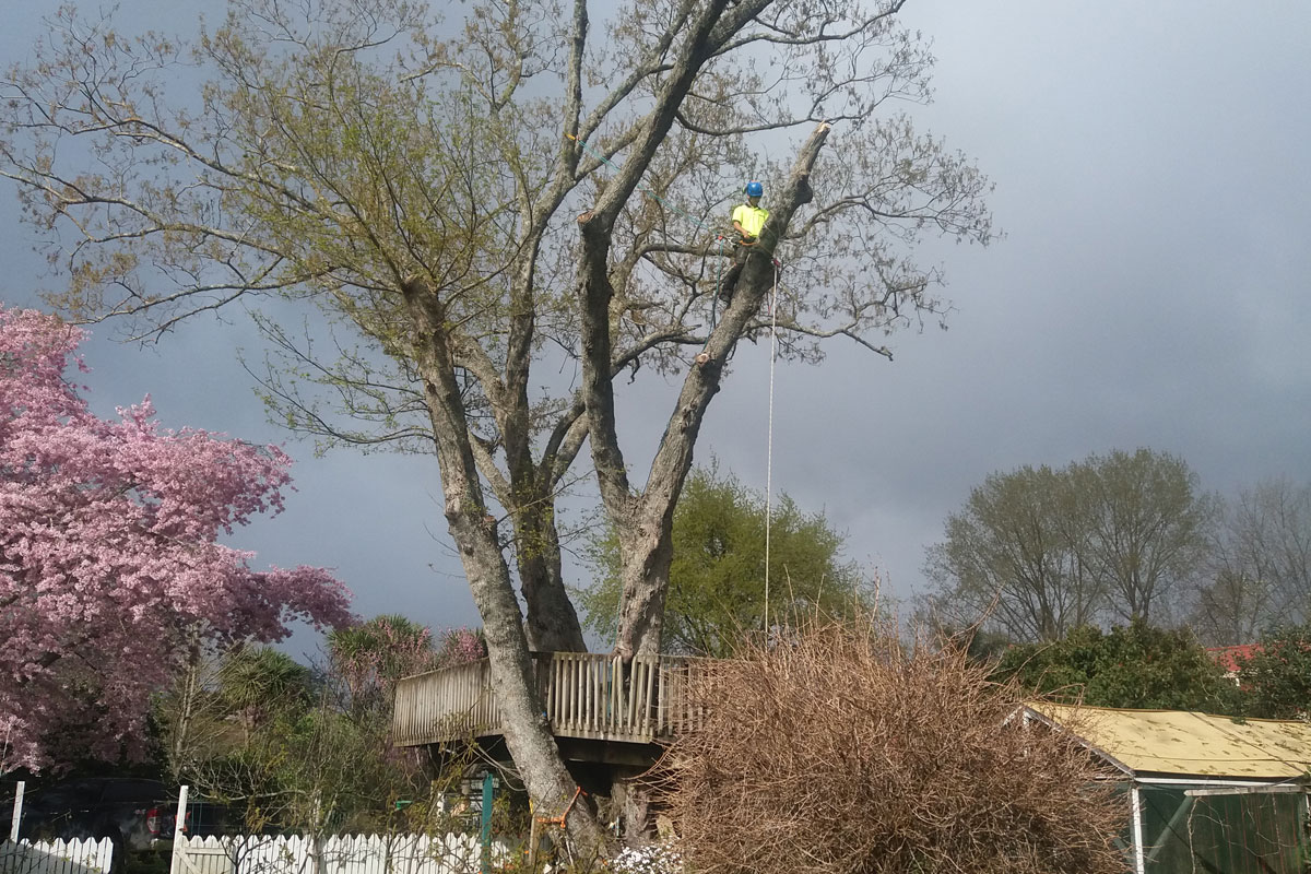 Tree Removal & Felling Services