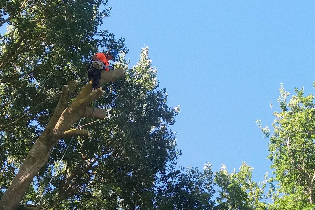 Tree Removal & Felling Services