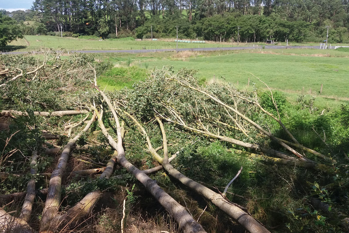 Tree Clearing 150 poplars on farm race