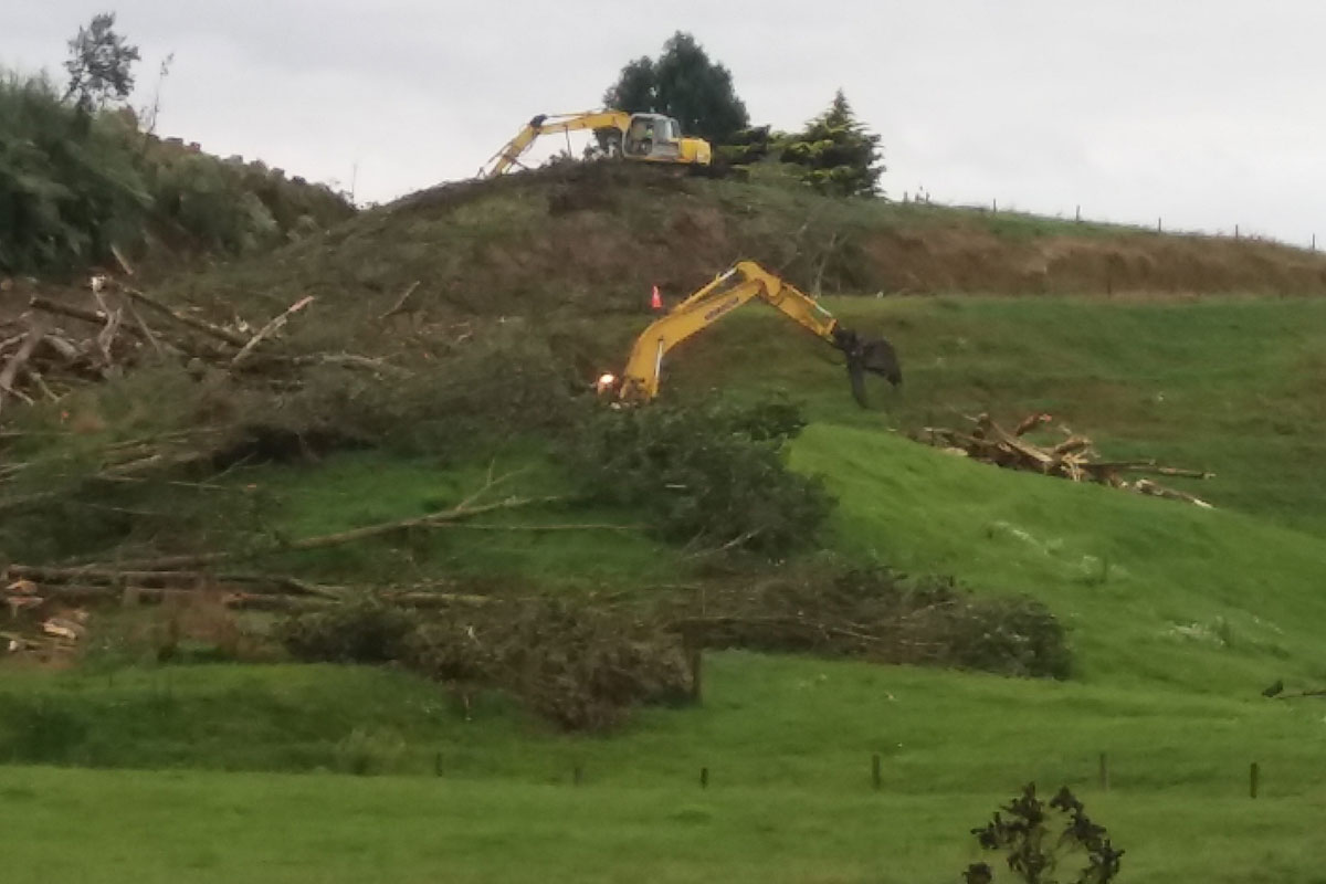 Tree Removal & Felling