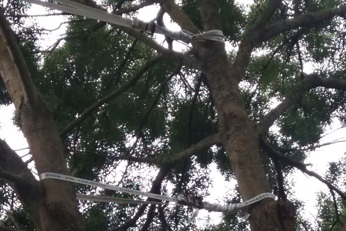 Bracing A Tree For Removal