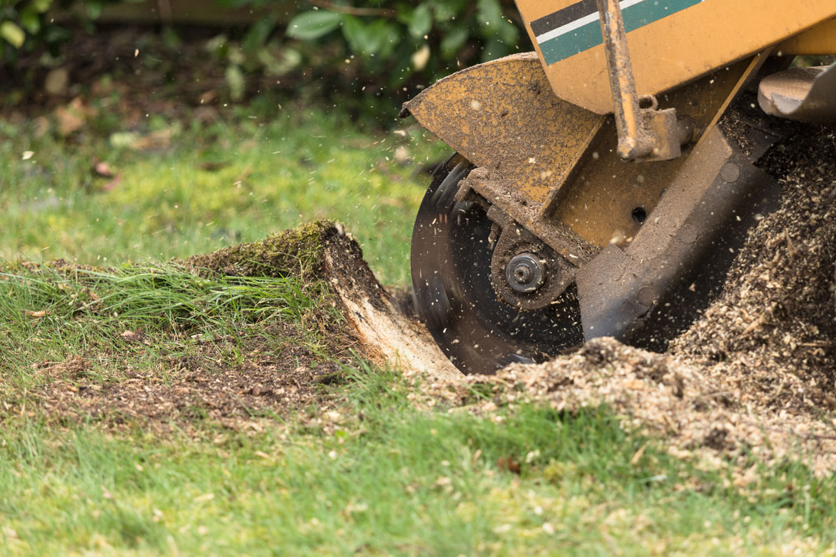 Stump Removal & Grinding  Service