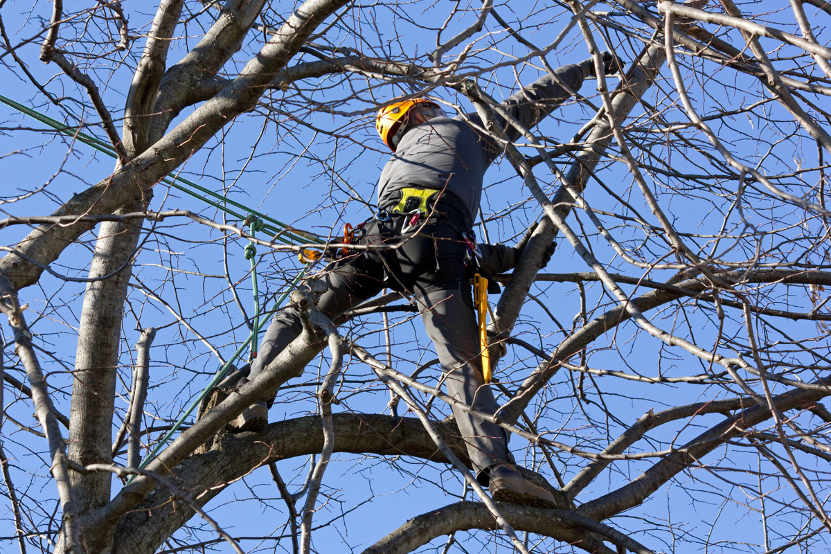 Pruning & Thinning Trees Services