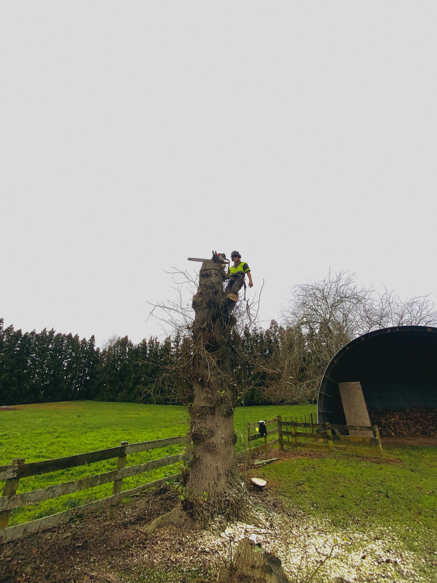 Poplar removal.