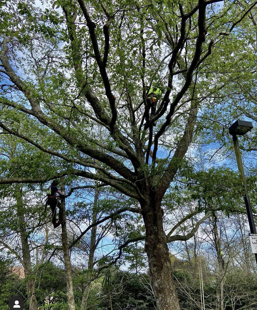 Deadwooding/thinning of Alders.