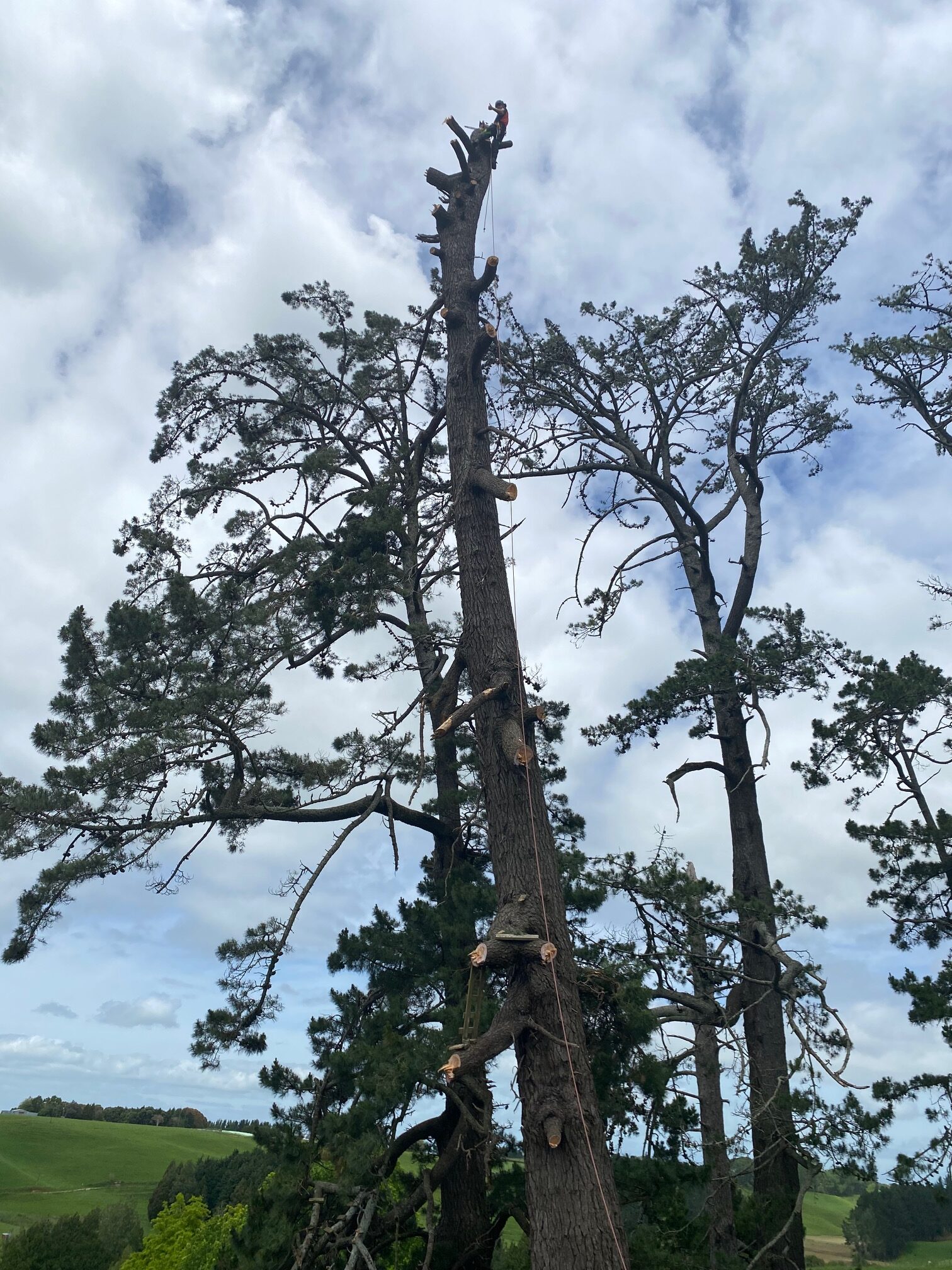 Removal of oldman pine Leaning towards main road.
