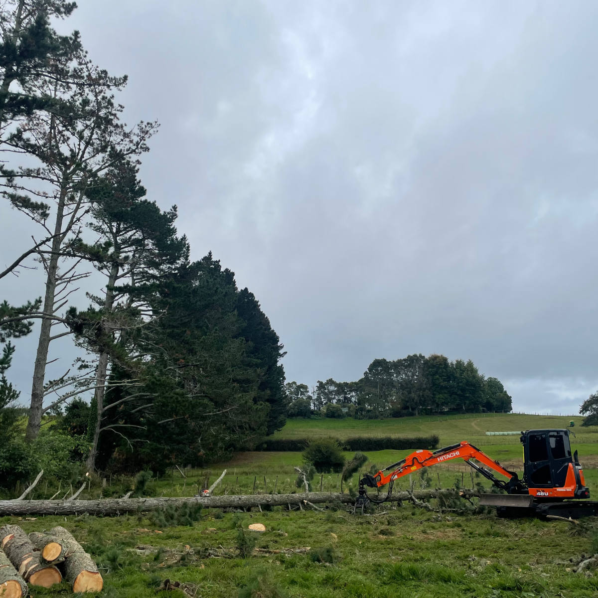 felled shelter belt tree